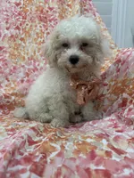 Remi , a male Maltipoo for sale in Merritt Island, FL – 4 of 8