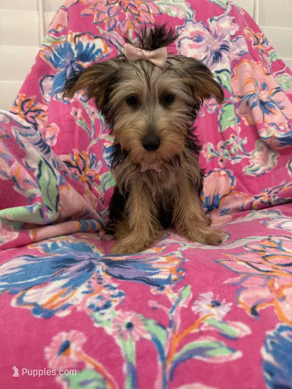 Ashley  – Yorkshire Terrier puppy for sale in Merritt Island, FL