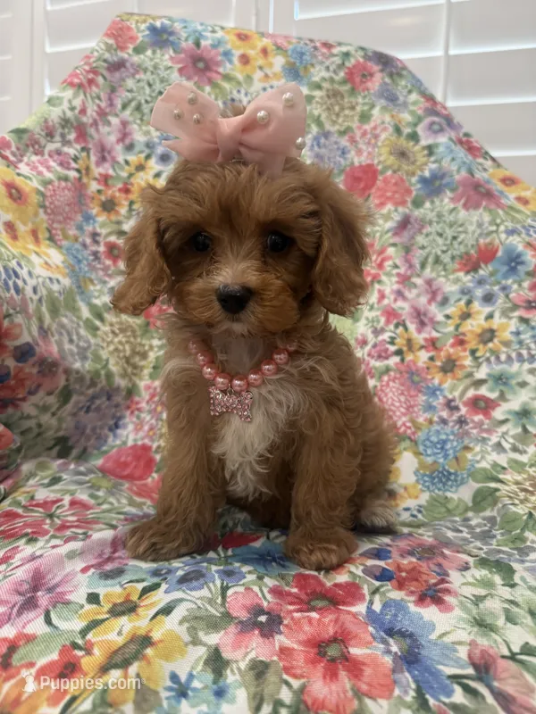 Lexi  – Poodle - Miniature , Cavachon puppy for sale in Merritt Island, FL