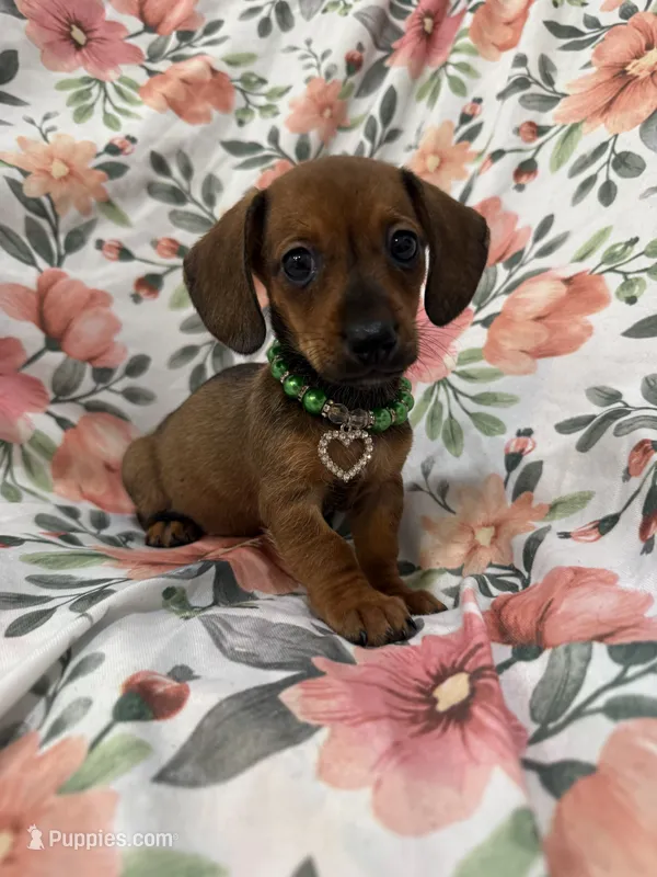 Winnie  – Miniature Dachshund puppy for sale in Merritt Island, FL