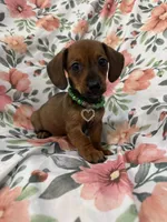 Winnie , a female Miniature Dachshund for sale in Merritt Island, FL – 1 of 8