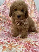 Oakley , a male Goldendoodle for sale in Merritt Island, FL – 10 of 10