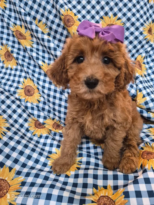 Ruby  – Poodle - Miniature  puppy for sale in Merritt Island, FL