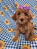 Ruby , a female Poodle - Miniature  for sale in Merritt Island, FL – 1 of 4