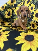 Daisy , a female Miniature Dachshund for sale in Merritt Island, FL – 6 of 10