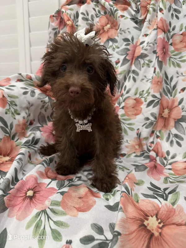 Madison  – Yorkipoo puppy for sale in Merritt Island, FL