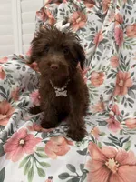 Madison , a female Yorkipoo for sale in Merritt Island, FL – 1 of 10