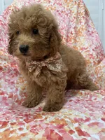 Oakley , a male Goldendoodle for sale in Merritt Island, FL – 2 of 10