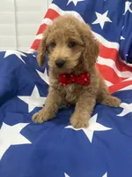 Hunter, a male Poodle - Miniature  for sale in Merritt Island, FL – 1 of 8