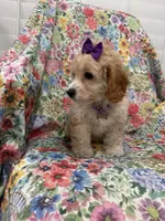 Callie , a female Cavapoo for sale in Merritt Island, FL – 10 of 10