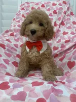 Simba , a male Poodle - Miniature  for sale in Merritt Island, FL – 5 of 10