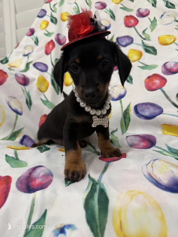 Daisy  – Miniature Dachshund puppy for sale in Merritt Island, FL