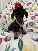 Daisy , a female Miniature Dachshund for sale in Merritt Island, FL – 1 of 8
