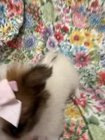 Paisley , a female Pomeranian for sale in Merritt Island, FL – 7 of 10