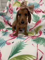 Peebles , a female Miniature Dachshund for sale in Merritt Island, FL – 6 of 10