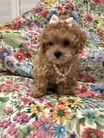 Lilly , a female Maltipoo for sale in Merritt Island, FL – 5 of 10