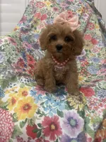 Scarlett, a female Poodle - Miniature  and Cavachon for sale in Merritt Island, FL – 8 of 10