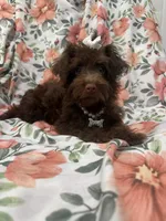 Madison , a female Yorkipoo for sale in Merritt Island, FL – 2 of 10