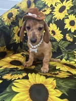 Daisy , a female Miniature Dachshund for sale in Merritt Island, FL – 7 of 10