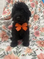 Inky , a male Yorkipoo for sale in Merritt Island, FL – 7 of 9