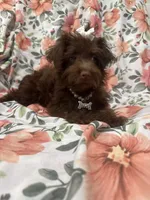 Madison , a female Yorkipoo for sale in Merritt Island, FL – 8 of 10