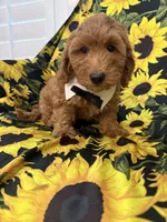 Cooper, a male Goldendoodle for sale in Merritt Island, FL – 4 of 8
