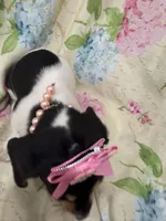 Daisy , a male Miniature Dachshund for sale in Merritt Island, FL – Photo 3 of 9