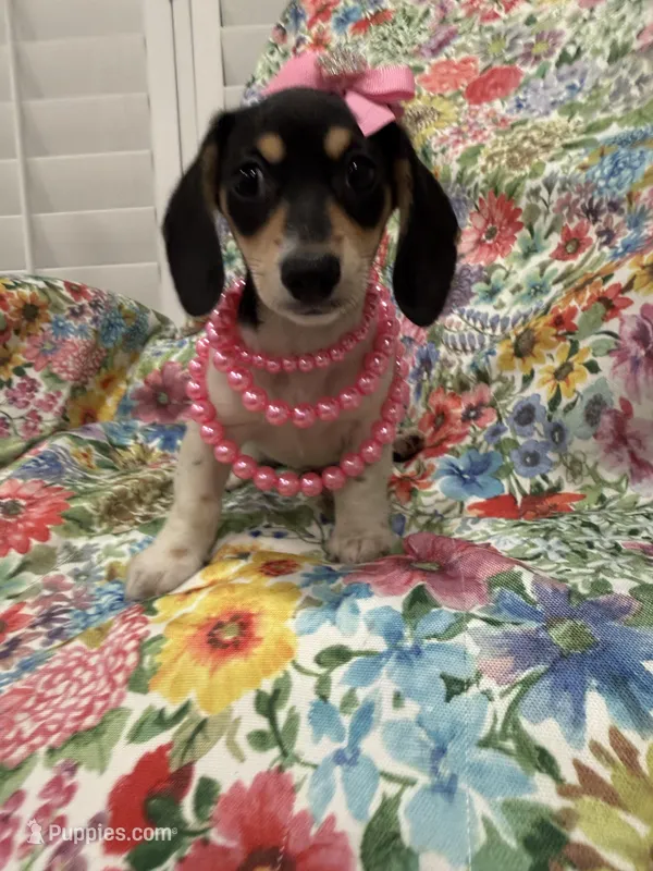 Daisy  – Miniature Dachshund puppy for sale in Merritt Island, FL