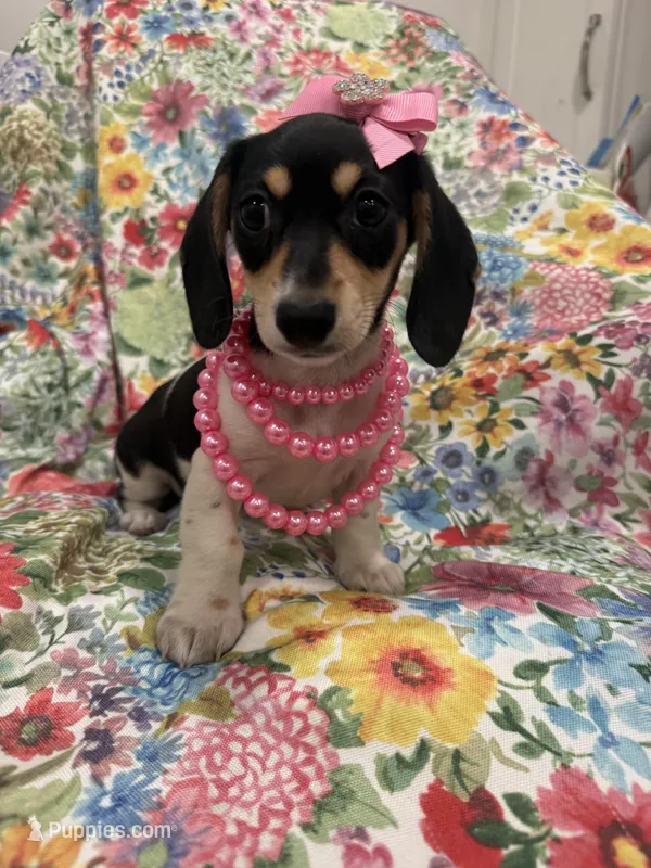 Daisy  – Miniature Dachshund puppy for sale in Merritt Island, FL