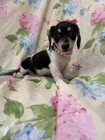 Daisy , a male Miniature Dachshund for sale in Merritt Island, FL – Photo 9 of 9