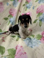 Daisy , a male Miniature Dachshund for sale in Merritt Island, FL – Photo 2 of 9