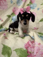 Daisy , a male Miniature Dachshund for sale in Merritt Island, FL – Photo 4 of 9