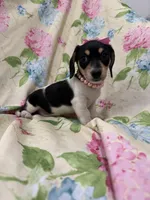 Daisy , a male Miniature Dachshund for sale in Merritt Island, FL – Photo 7 of 9