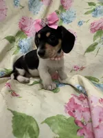 Daisy , a male Miniature Dachshund for sale in Merritt Island, FL – Photo 5 of 9