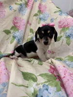 Daisy , a male Miniature Dachshund for sale in Merritt Island, FL – Photo 8 of 9