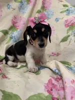 Daisy , a male Miniature Dachshund for sale in Merritt Island, FL – Photo 6 of 9