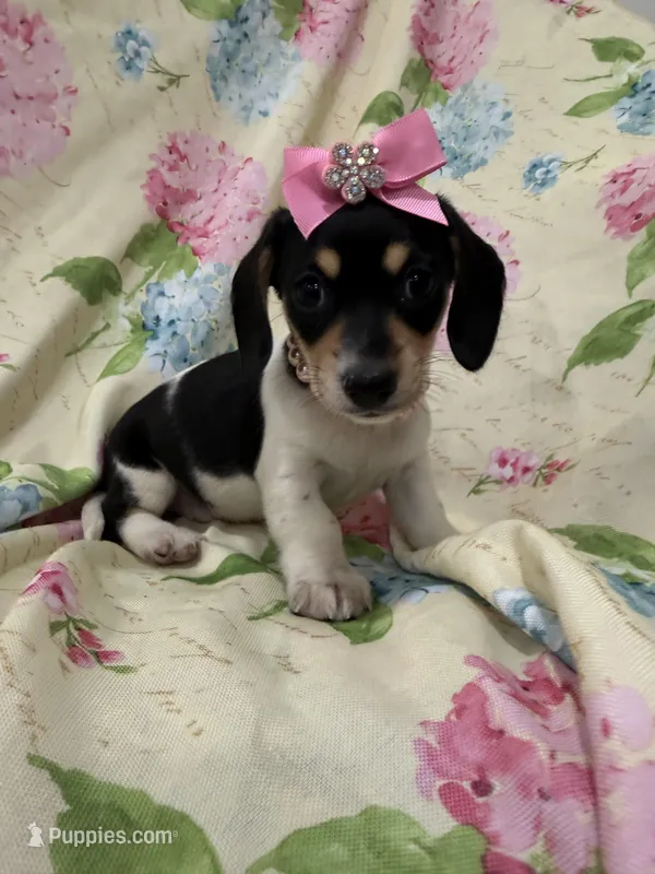 Daisy  – Miniature Dachshund puppy for sale in Merritt Island, FL