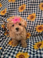 Daisy , a female Maltipoo for sale in Merritt Island, FL – 2 of 2