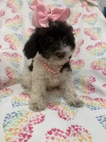 Bianca , a female Poodle - Toy  for sale in Merritt Island, FL – 3 of 10