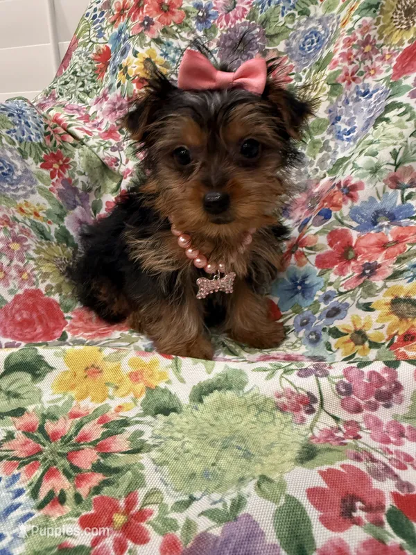 Violet  – Yorkshire Terrier puppy for sale in Merritt Island, FL