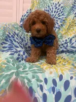 Riley , a male Poodle - Miniature  for sale in Merritt Island, FL – 4 of 10