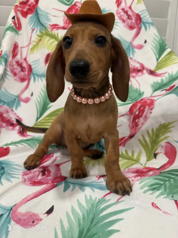 Peebles  – Miniature Dachshund puppy for sale in Merritt Island, FL