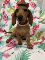 Peebles , a female Miniature Dachshund for sale in Merritt Island, FL – 1 of 10