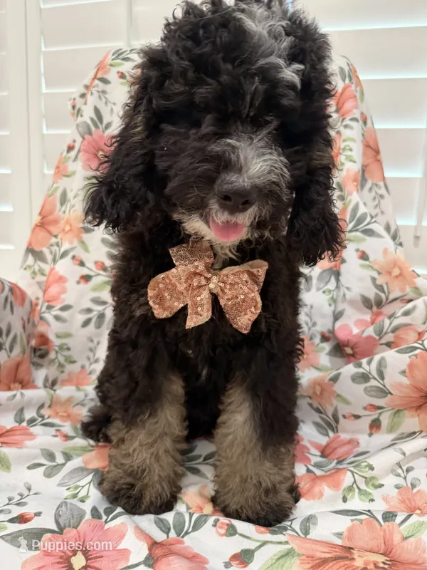 Pepper  – Miniature Bernedoodle puppy for sale in Merritt Island, FL