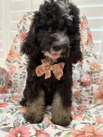 Pepper , a male Miniature Bernedoodle for sale in Merritt Island, FL – 5 of 5