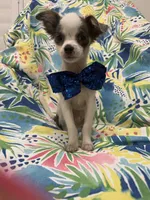 Taco , a male Chihuahua for sale in Merritt Island, FL – 5 of 10