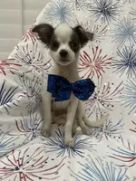 Taco , a male Chihuahua for sale in Merritt Island, FL – 10 of 10