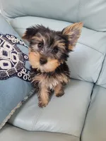 Teddy , a male Yorkshire Terrier for sale in Merritt Island, FL – 3 of 4