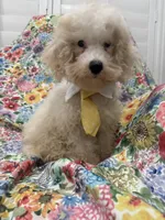 Remi , a male Maltipoo for sale in Merritt Island, FL – 4 of 7