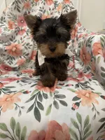 Snickers , a male Yorkshire Terrier for sale in Merritt Island, FL – 6 of 9